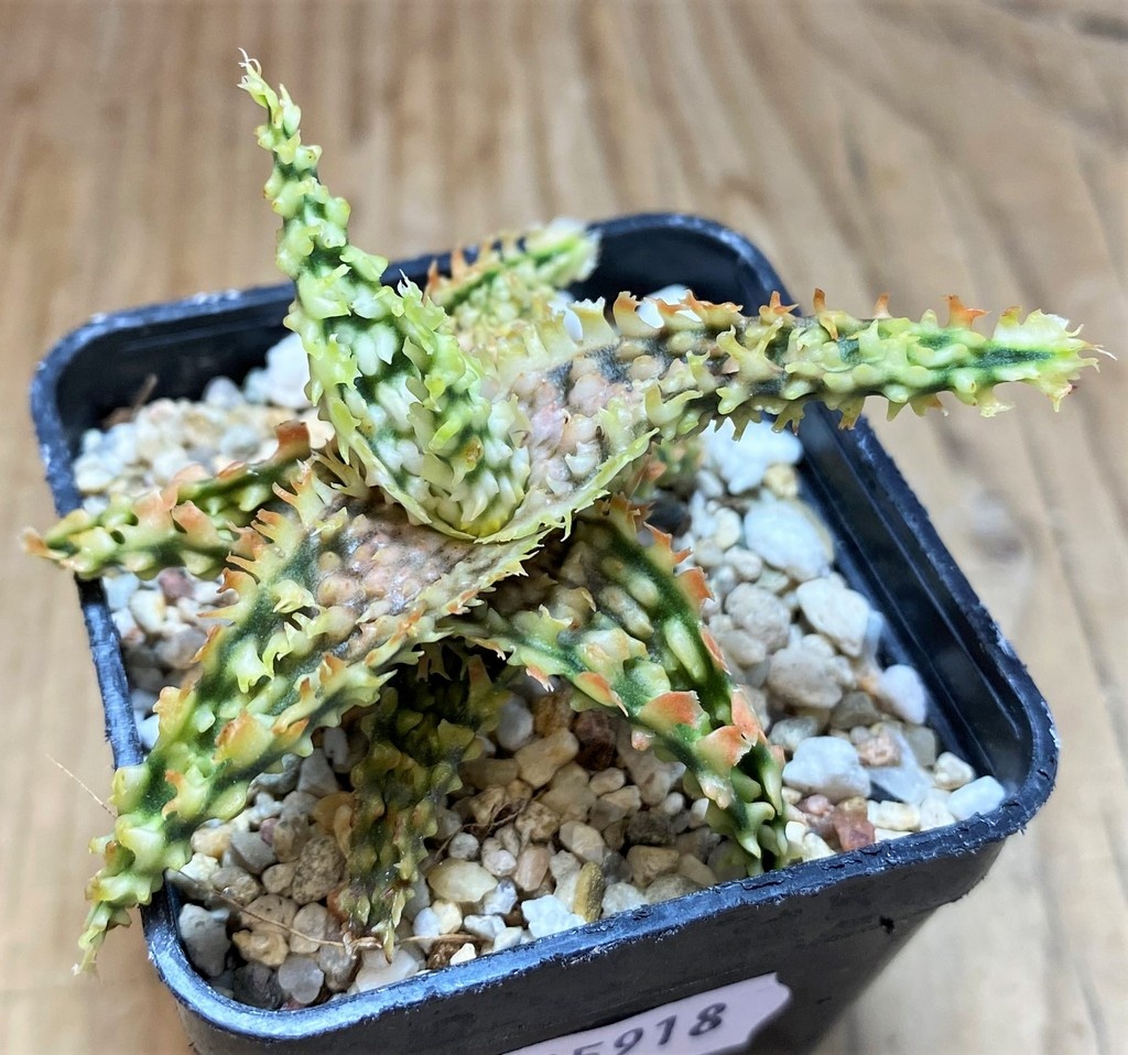 SH25918 Aloe TCT hybrid