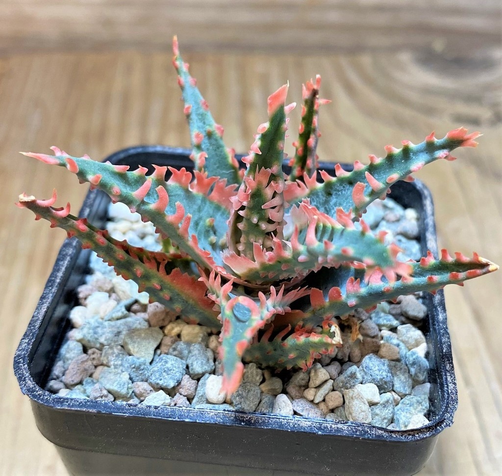 SH25920 Aloe TCT hybrid - Image 2