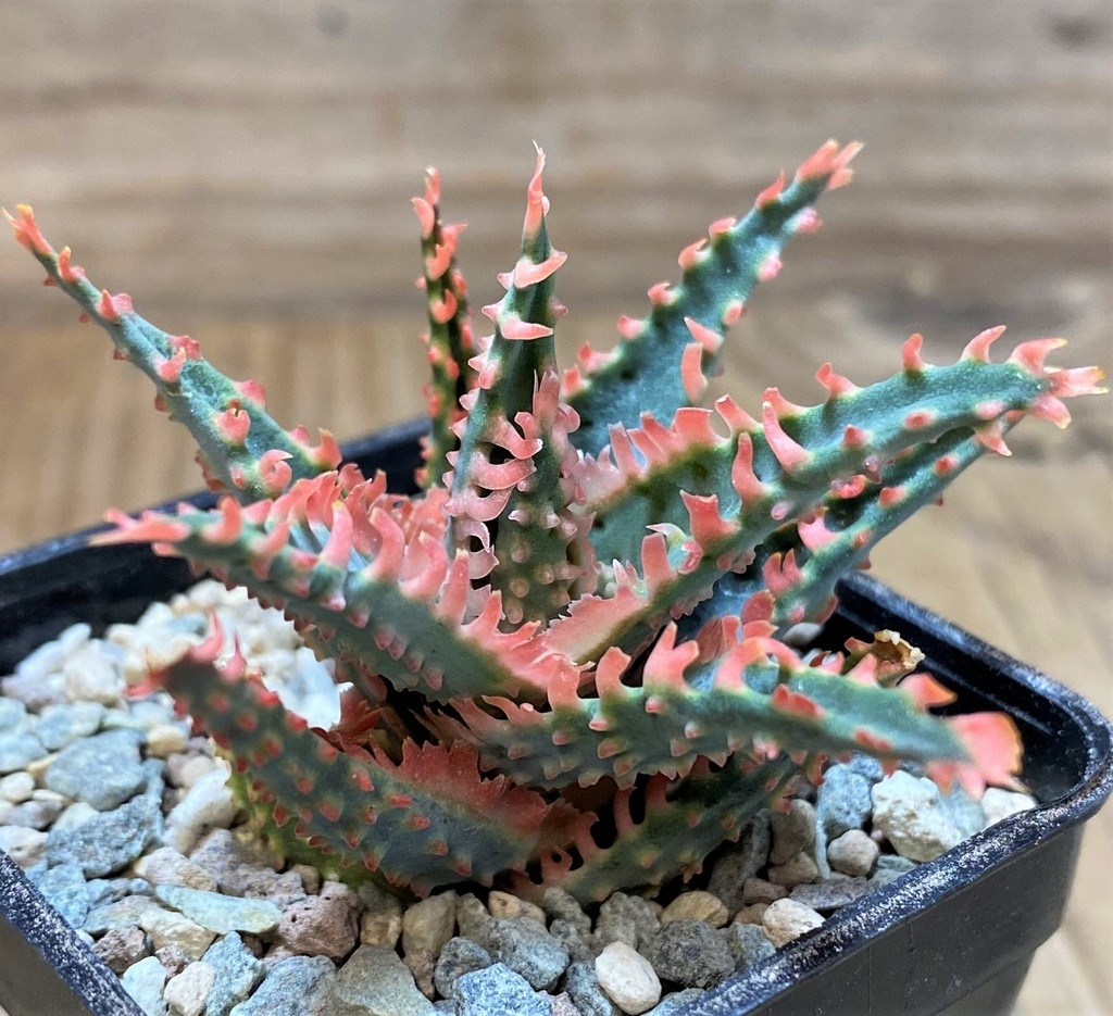 SH25920 Aloe TCT hybrid