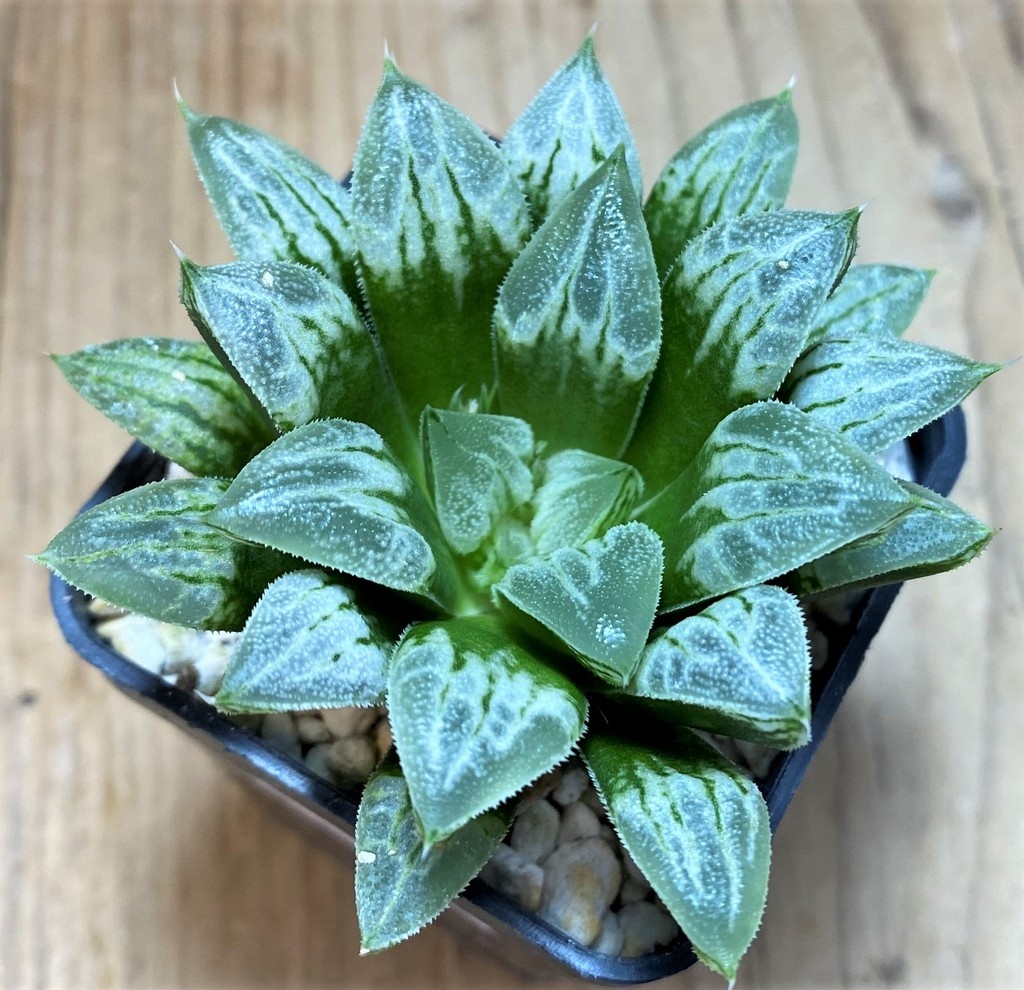 SH25868 Haworthia 'Love Heart'