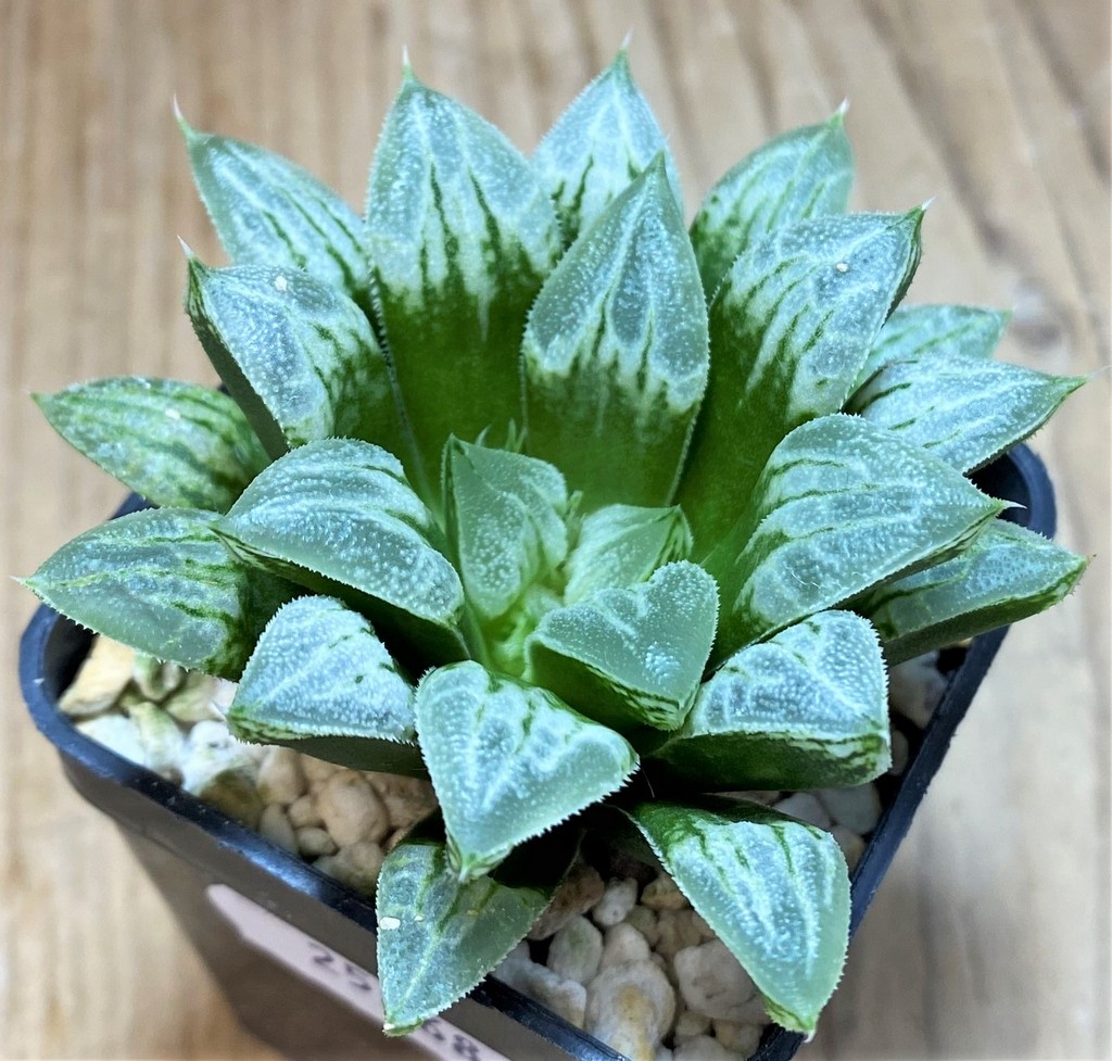 SH25868 Haworthia 'Love Heart' - Image 2