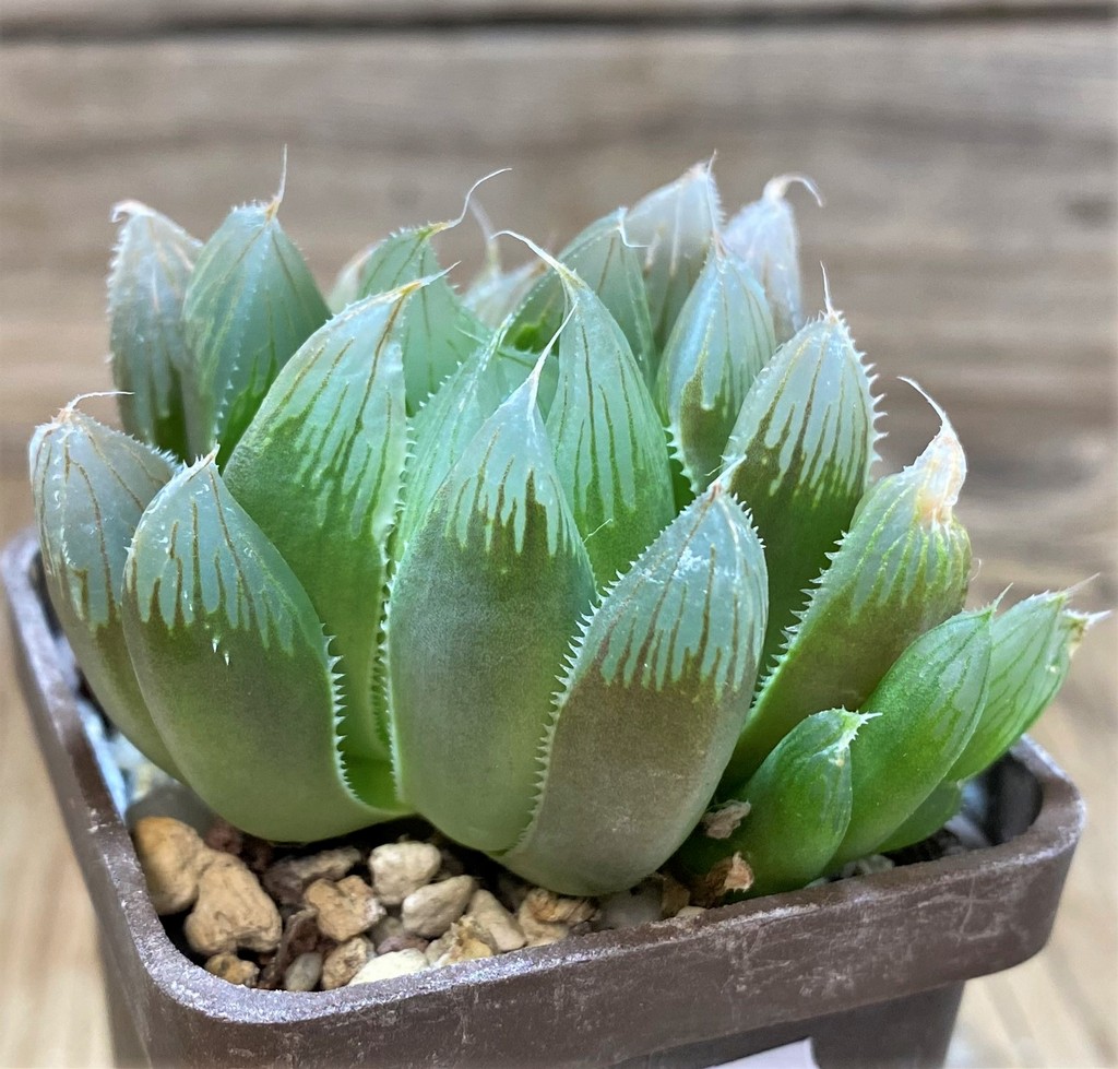 SH25870 Haworthia cooperi v. truncata SA