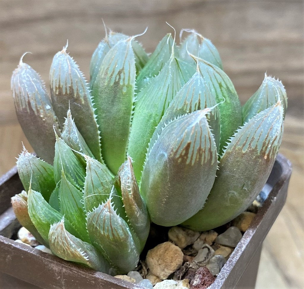 SH25870 Haworthia cooperi v. truncata SA - Image 2