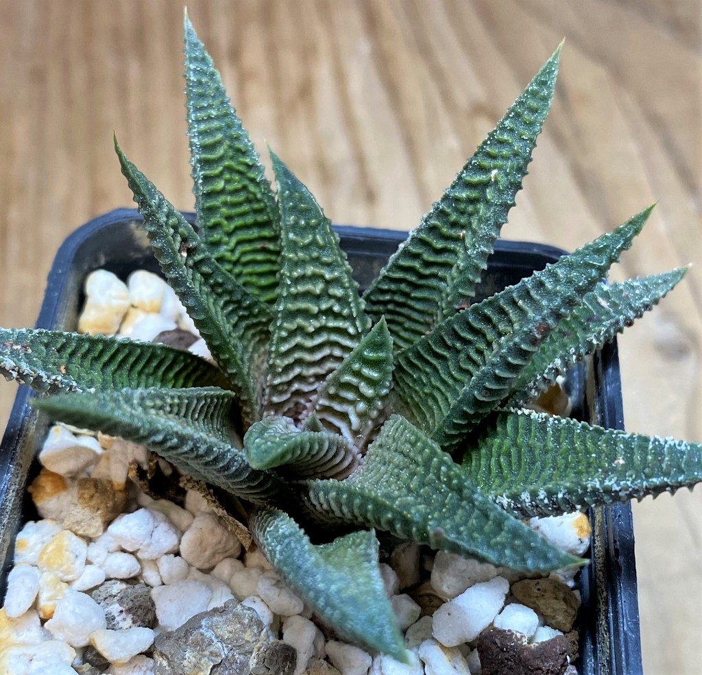 SH25871 Haworthia limifolia v. striata x koelmaniorum - Image 2