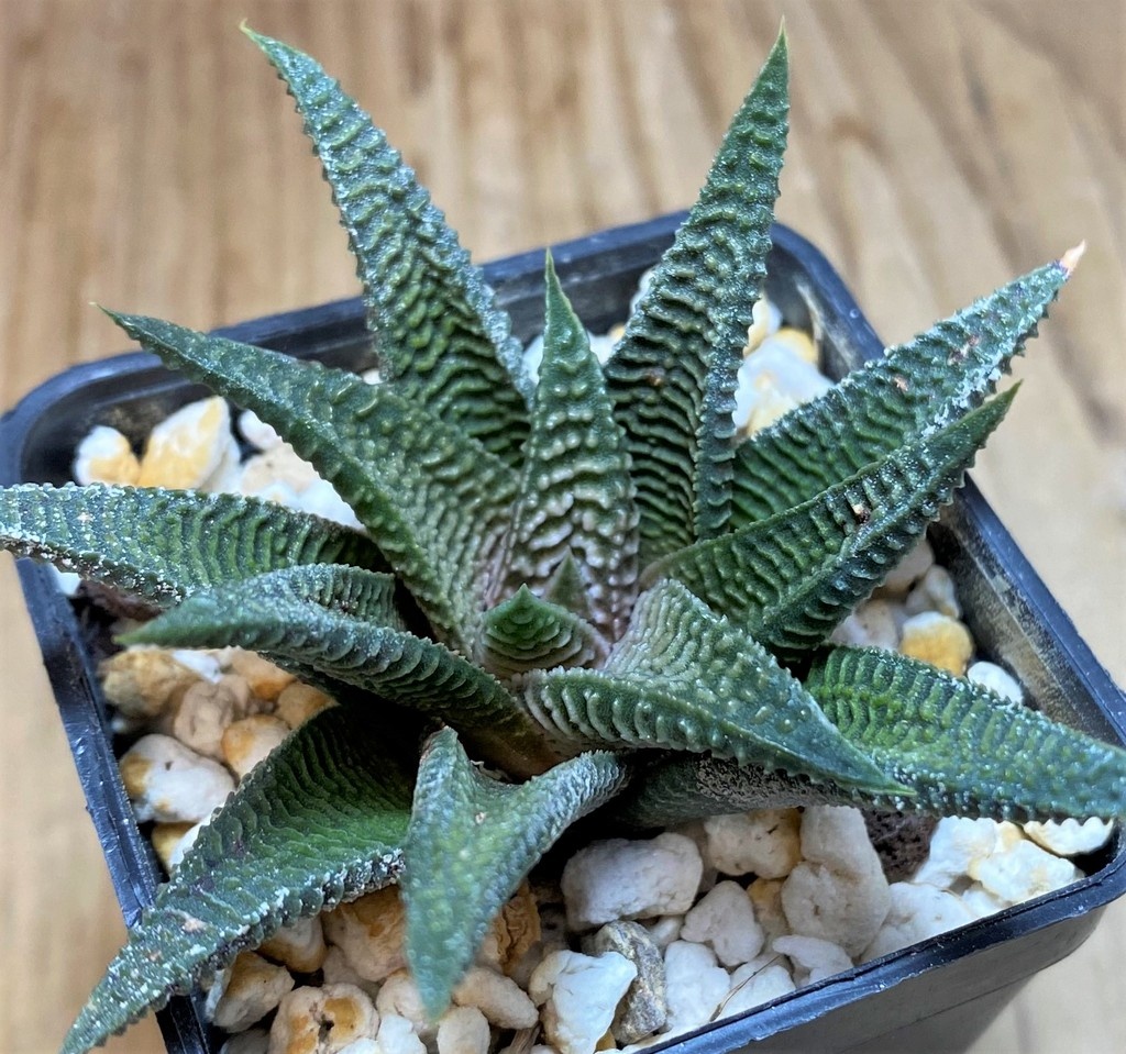 SH25871 Haworthia limifolia v. striata x koelmaniorum