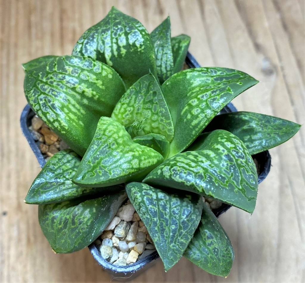 SH25872 Haworthia 'Kamen Butokai' - Image 2