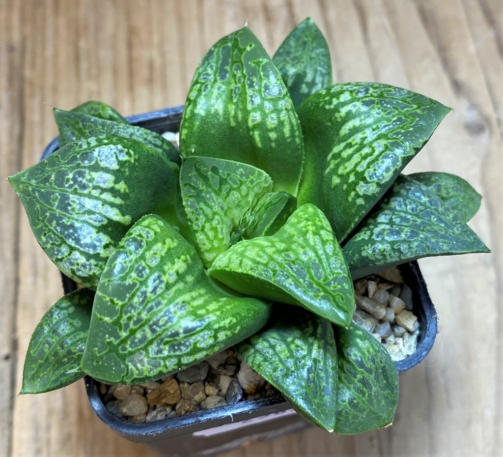 SH25872 Haworthia 'Kamen Butokai'
