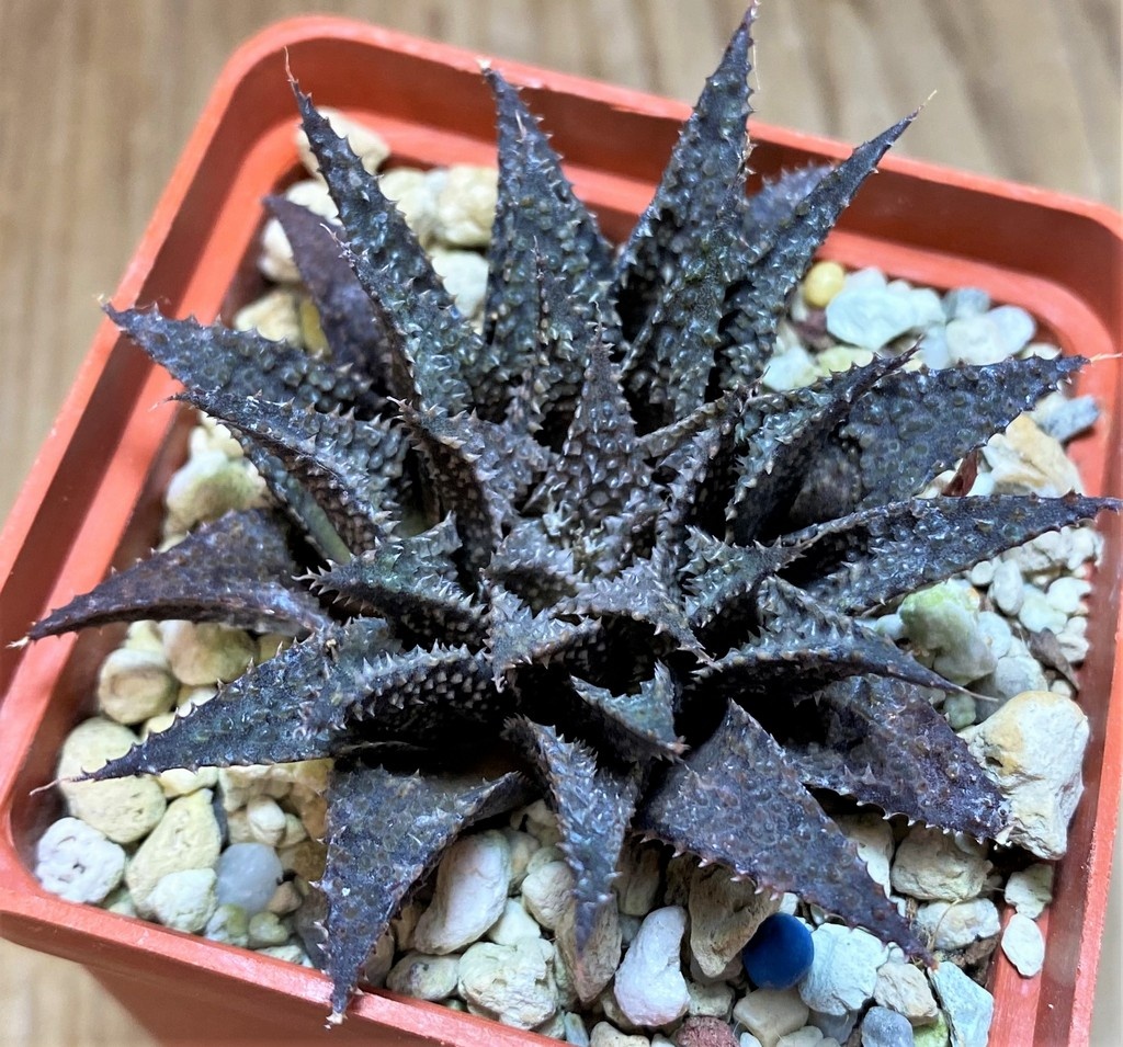 SH25873 Haworthia wimii x koelmaniorum - Image 2