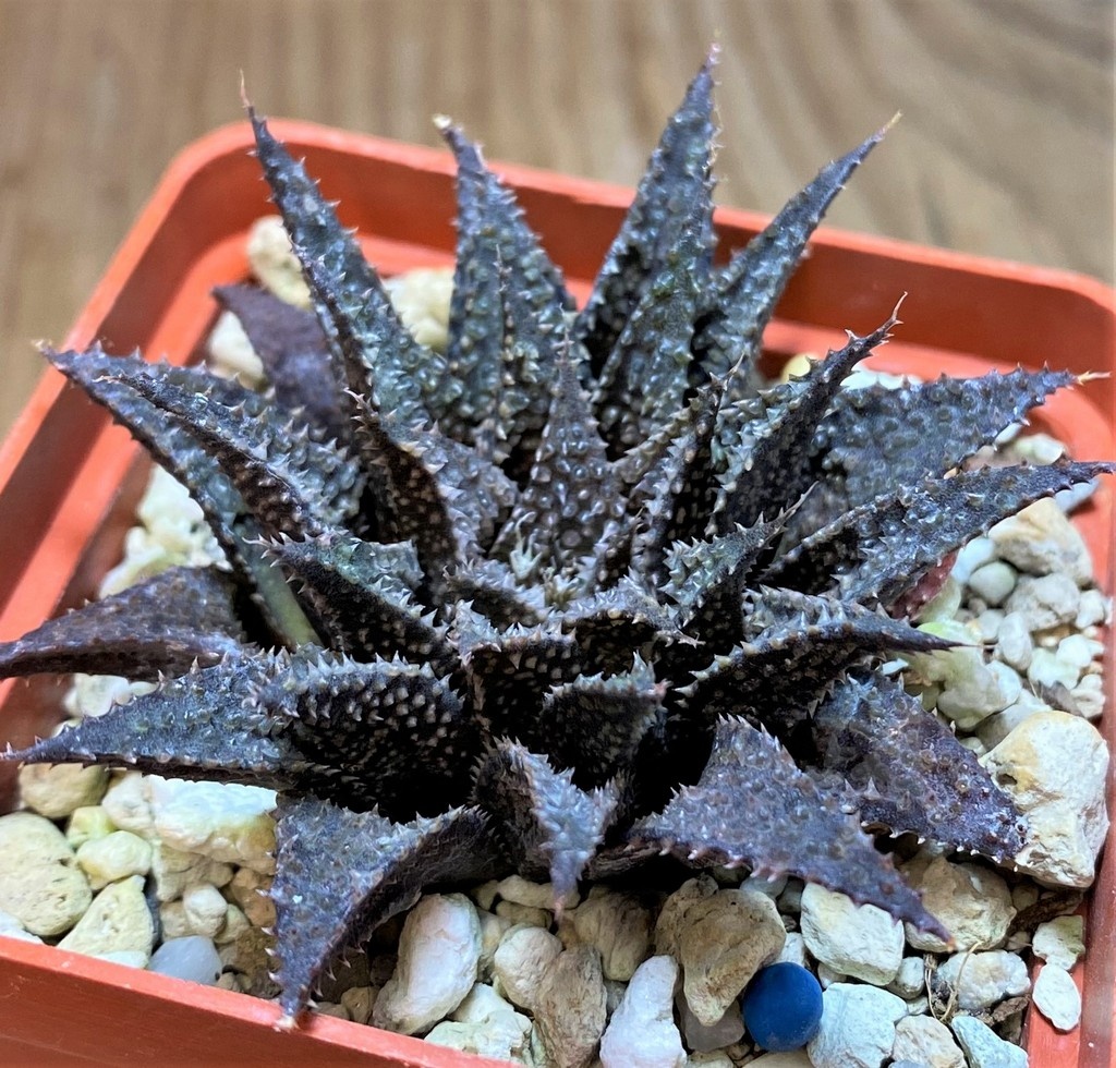 SH25873 Haworthia wimii x koelmaniorum