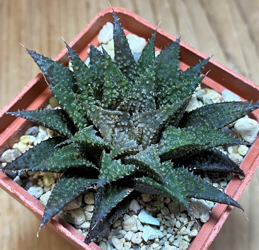 SH25874 Haworthia wimii x koelmaniorum