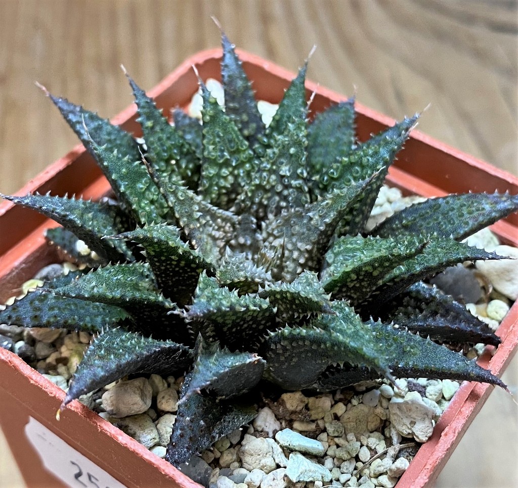 SH25874 Haworthia wimii x koelmaniorum - Image 2