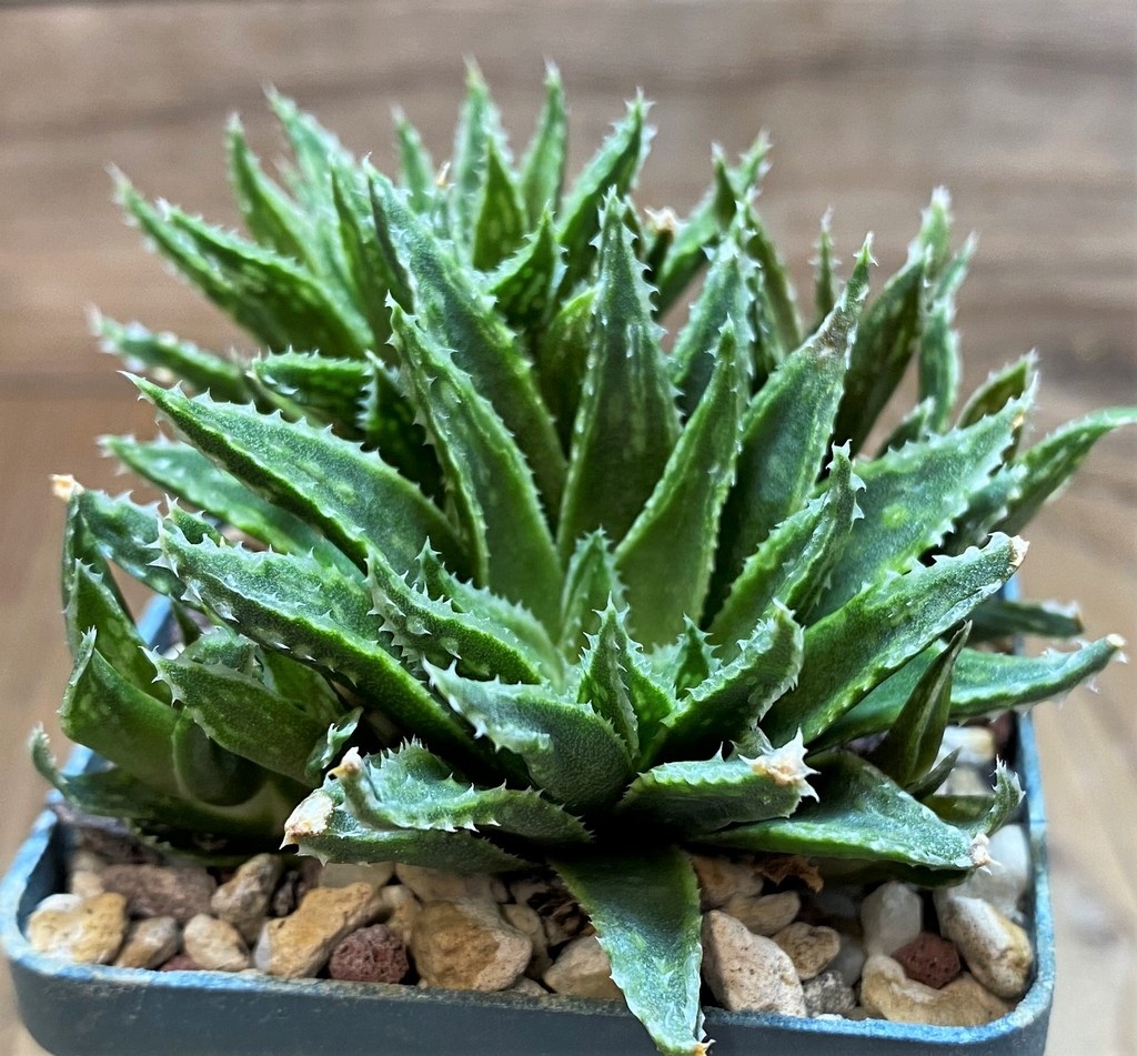 SH25875 Haworthia variegata v. modesta -E. Bradasdorp- - Image 3