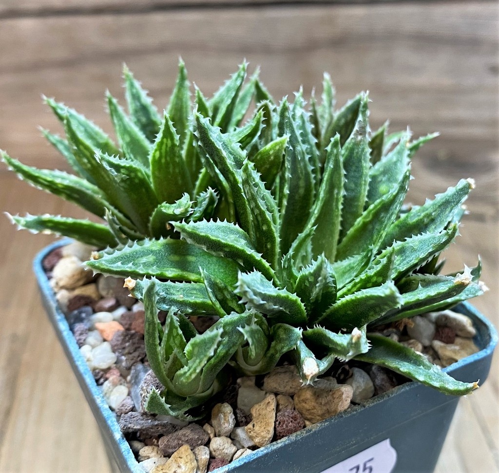 SH25875 Haworthia variegata v. modesta -E. Bradasdorp- - Image 2