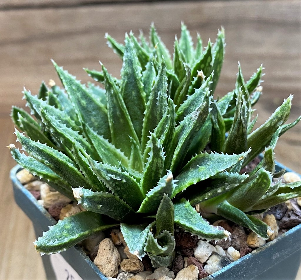 SH25875 Haworthia variegata v. modesta -E. Bradasdorp-