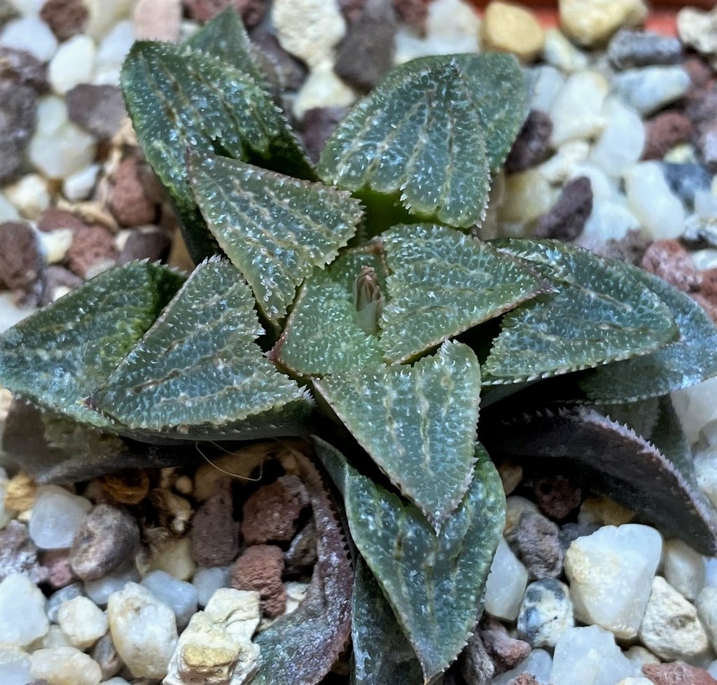 SH25880 Haworthia 'Anna Cocozza' hybrid - Image 2