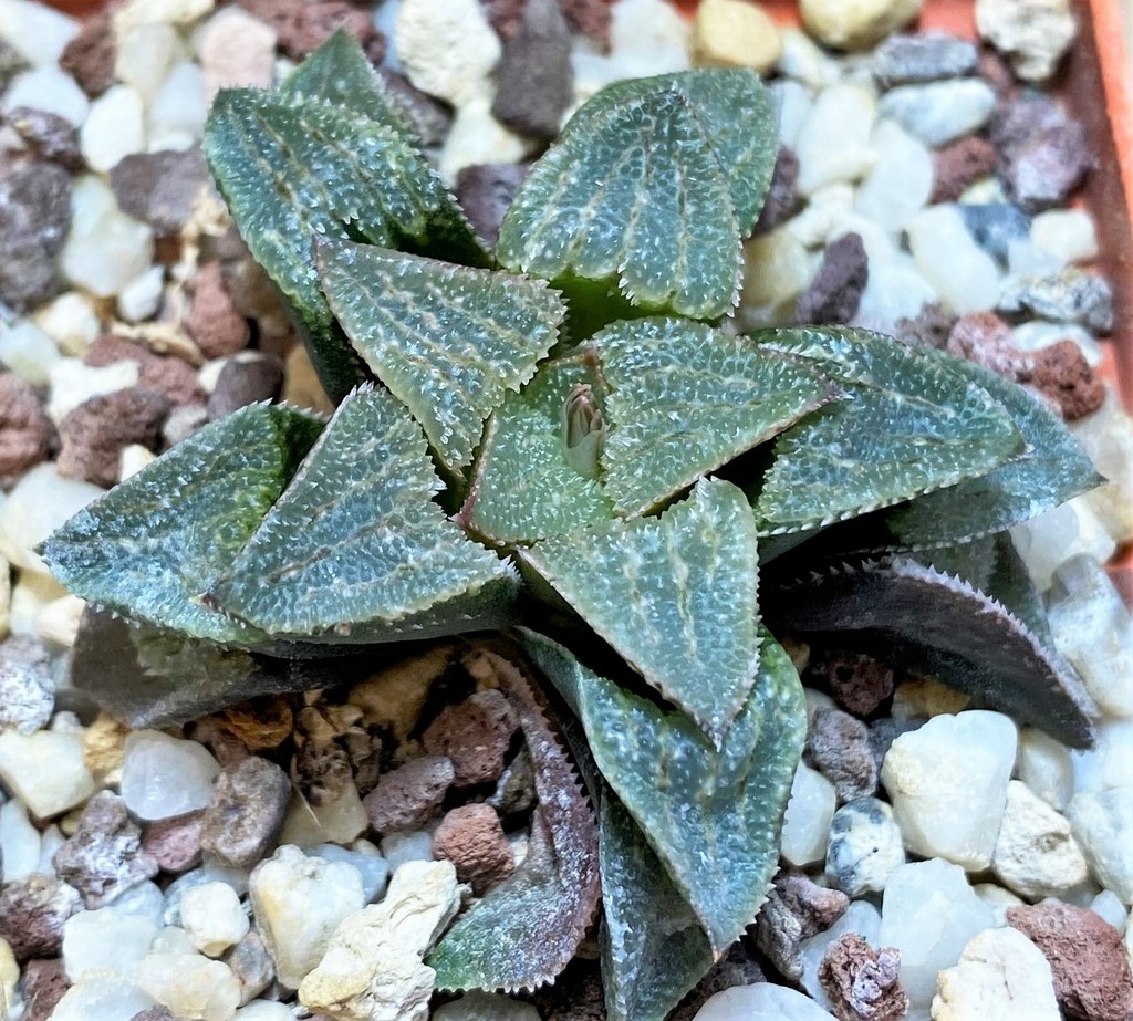 SH25880 Haworthia 'Anna Cocozza' hybrid