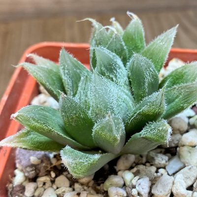 SH25882 Haworthia cooperi v. venusta