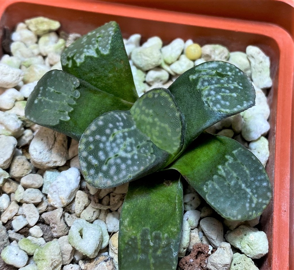 SH25862 Haworthia groenewaldii - Image 2