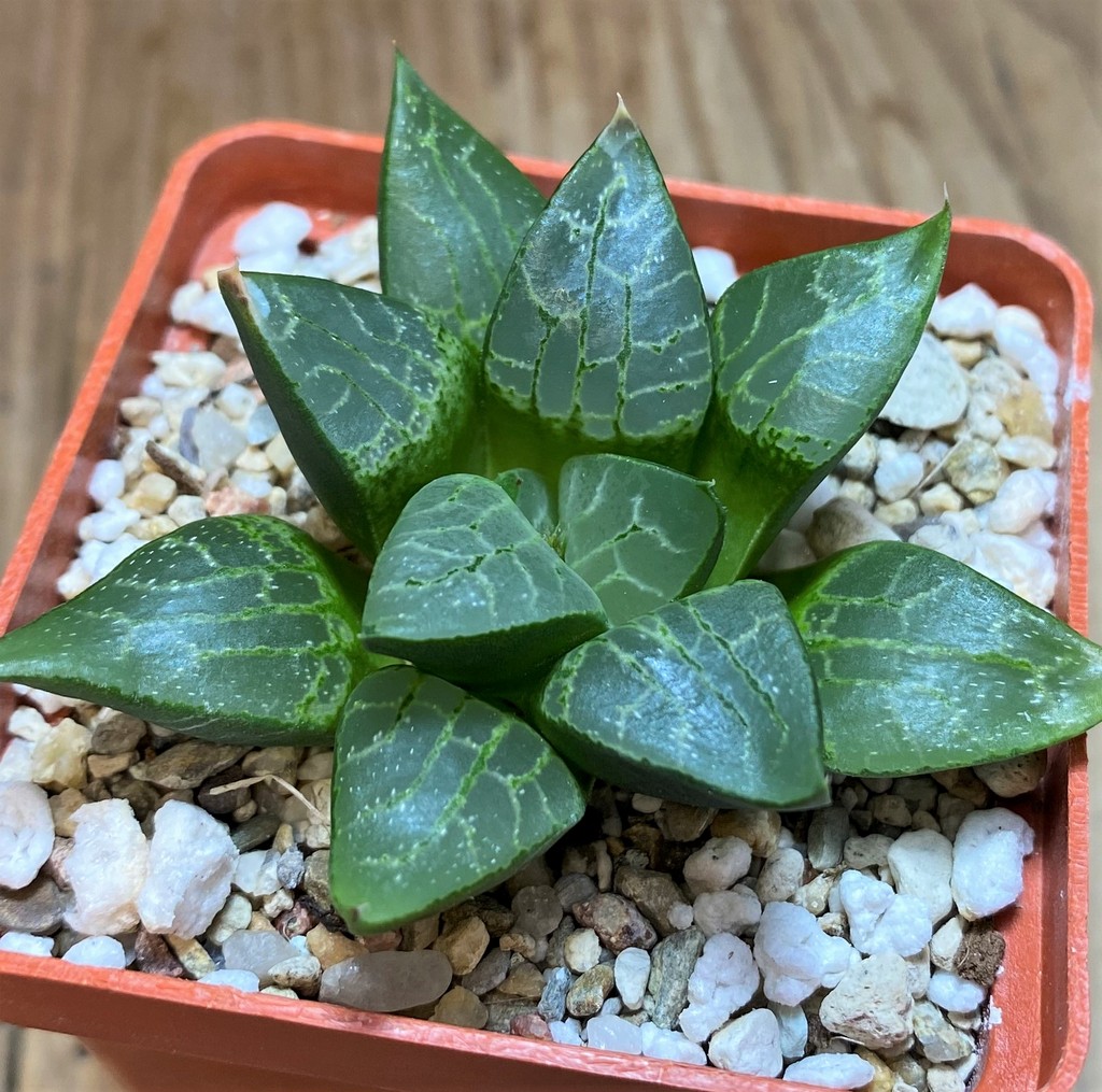 SH25889 Haworthia comptoniana NE 2 'Scott' -Japan- - Image 2