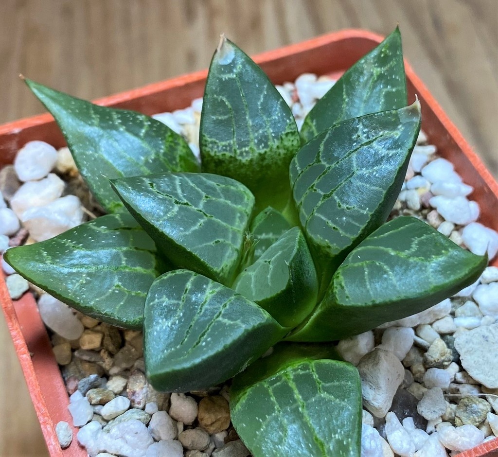 SH25889 Haworthia comptoniana NE 2 'Scott' -Japan-