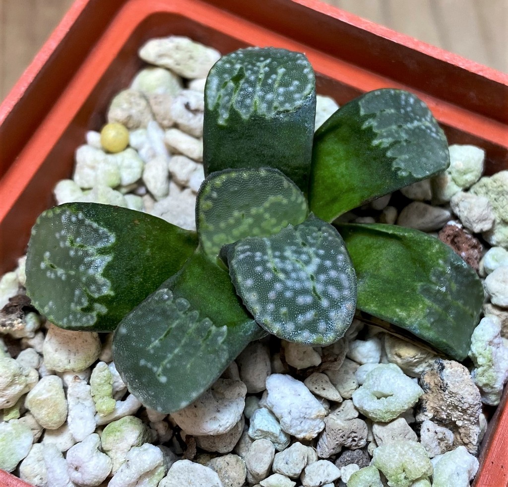 SH25862 Haworthia groenewaldii