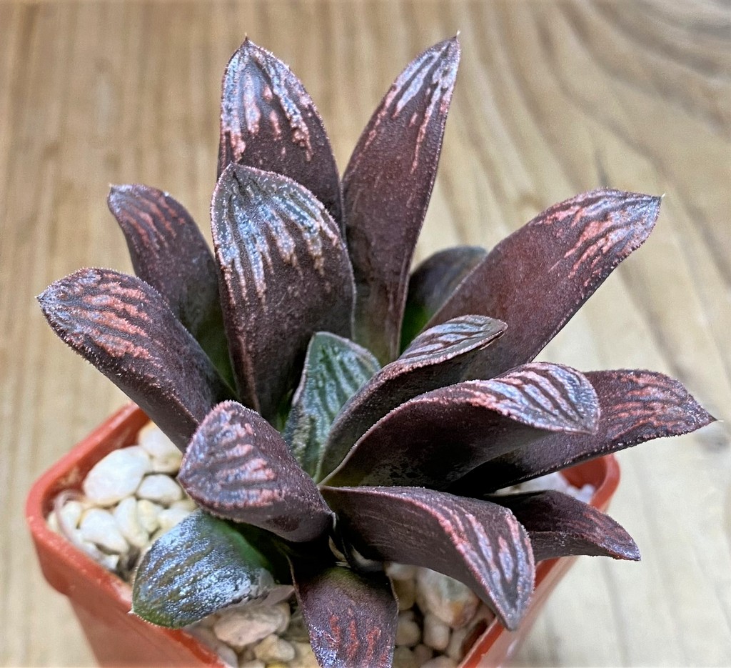 SH25890 Haworthia maughanii x splendens - Image 2