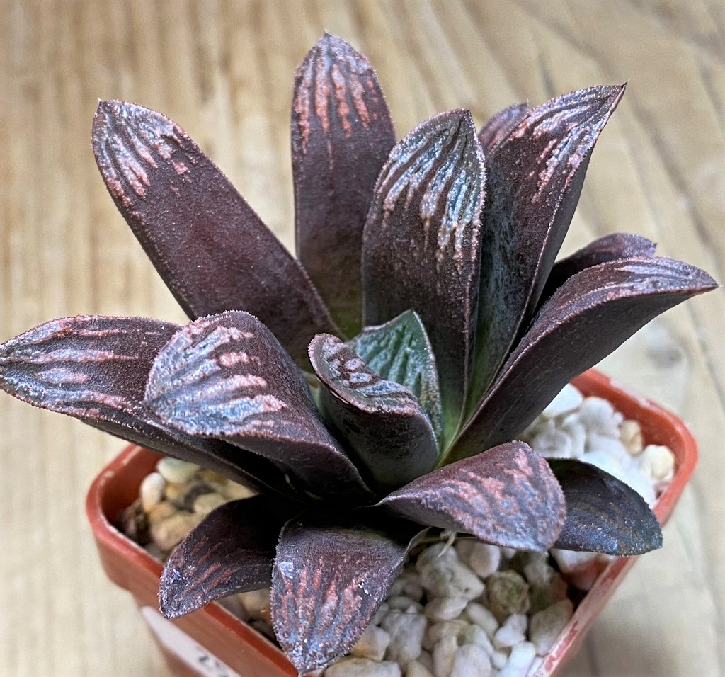 SH25890 Haworthia maughanii x splendens