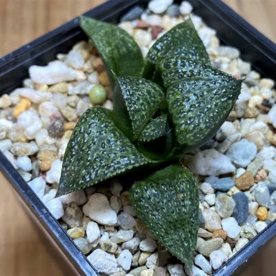 SH25891 Haworthia splendens