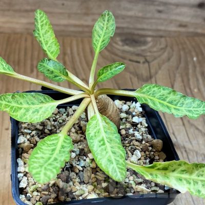 SH22956 Euphorbia spannringii 'Fish Bone'