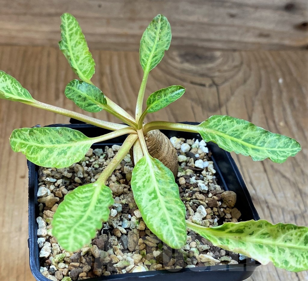 SH22956 Euphorbia spannringii 'Fish Bone'