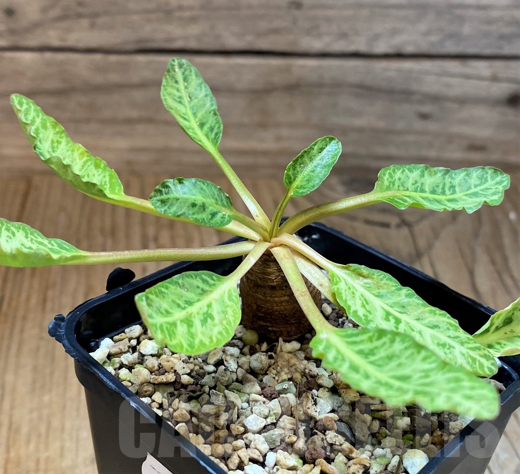 SH22956 Euphorbia spannringii 'Fish Bone' - Image 2