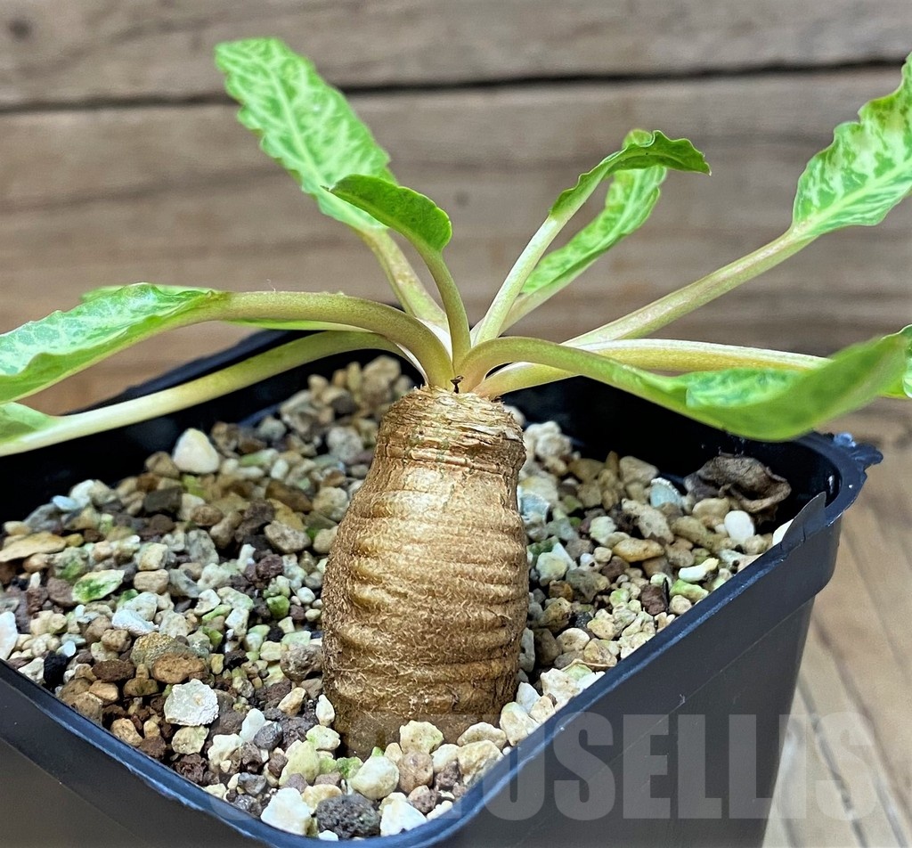SH22956 Euphorbia spannringii 'Fish Bone' - Image 3