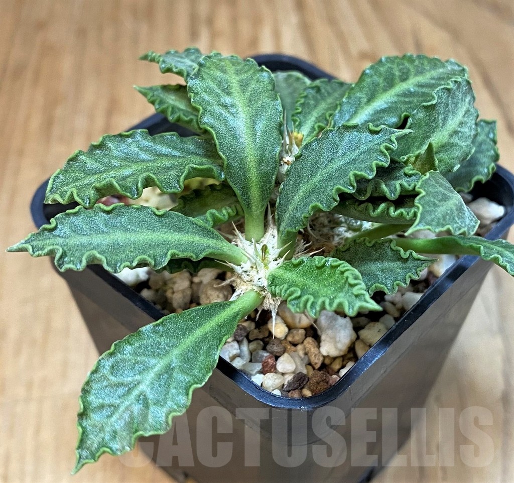 SH9551 Euphorbia tulearensis hybrid - Image 2