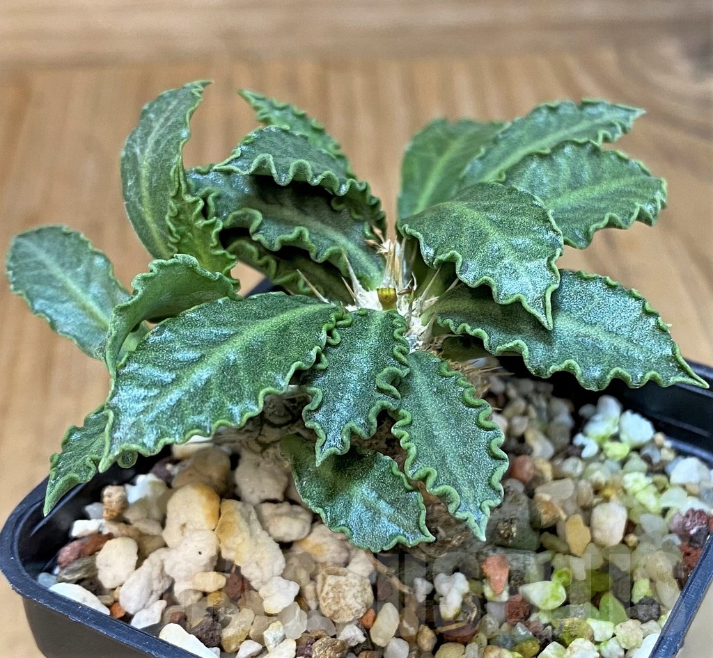 SH9551 Euphorbia tulearensis hybrid
