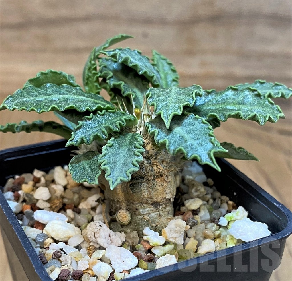 SH9551 Euphorbia tulearensis hybrid - Image 3