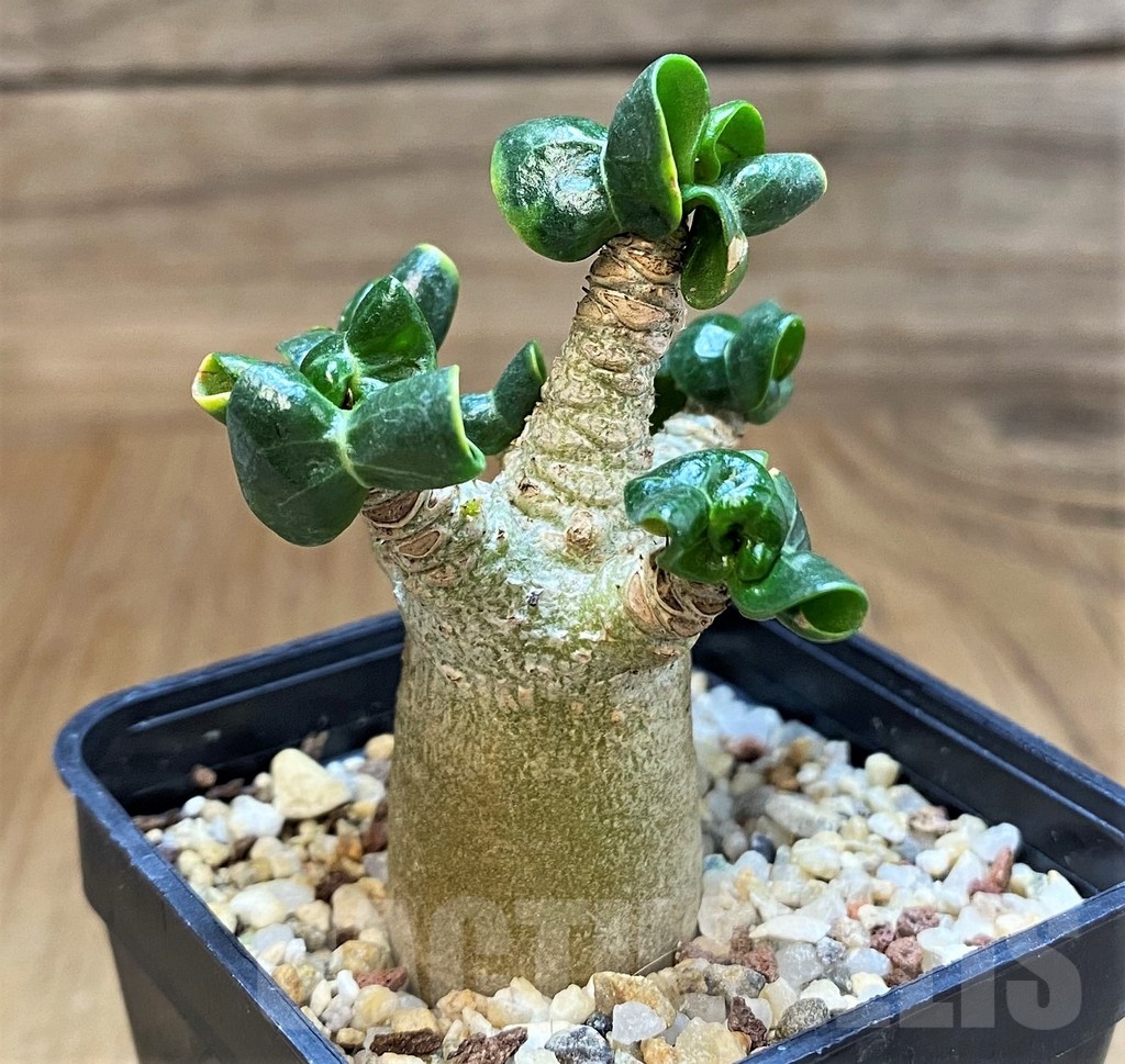 SH16160 Adenium arabicum DHA - Image 2