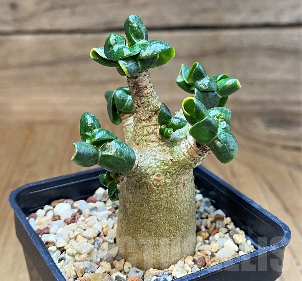 SH16160 Adenium arabicum DHA