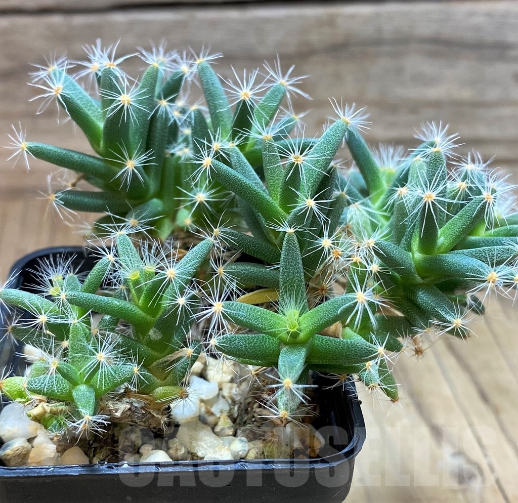 SH2431 Trichodiadema densum - Image 2