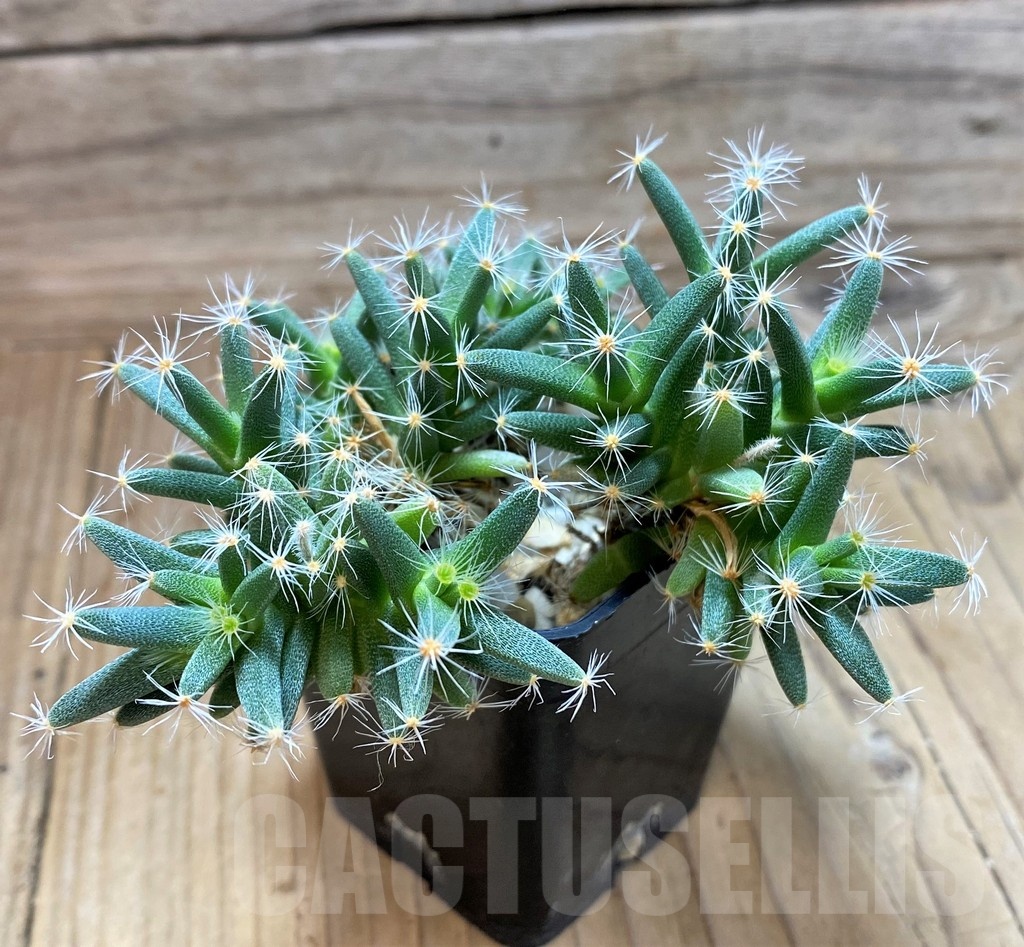 SH2431 Trichodiadema densum