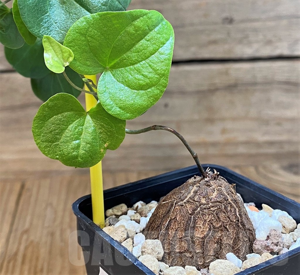 SH22023 Dioscorea elephantipes