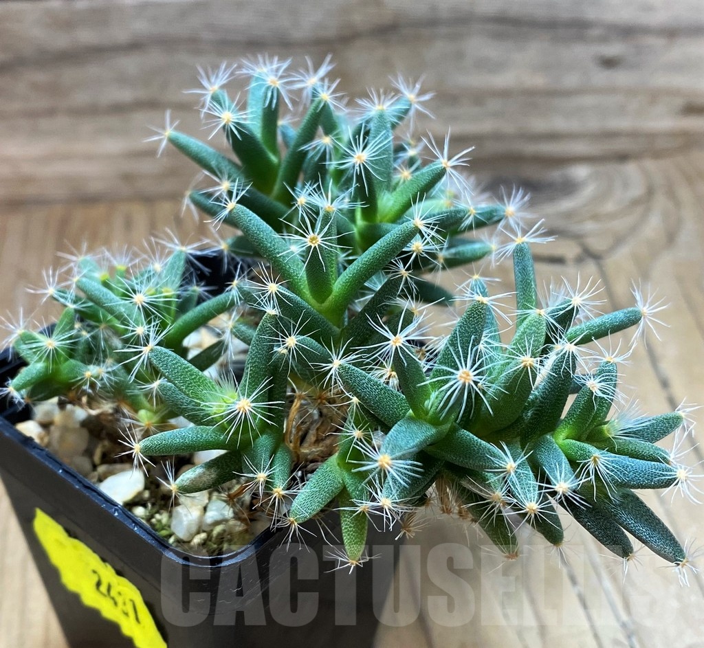 SH2431 Trichodiadema densum - Image 3