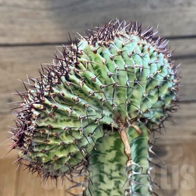 SH6111 Euphorbia confinalis f. cristata, grafted