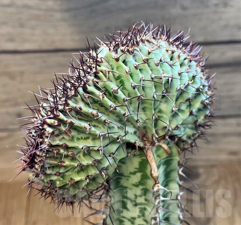 SH6111 Euphorbia confinalis f. cristata, grafted