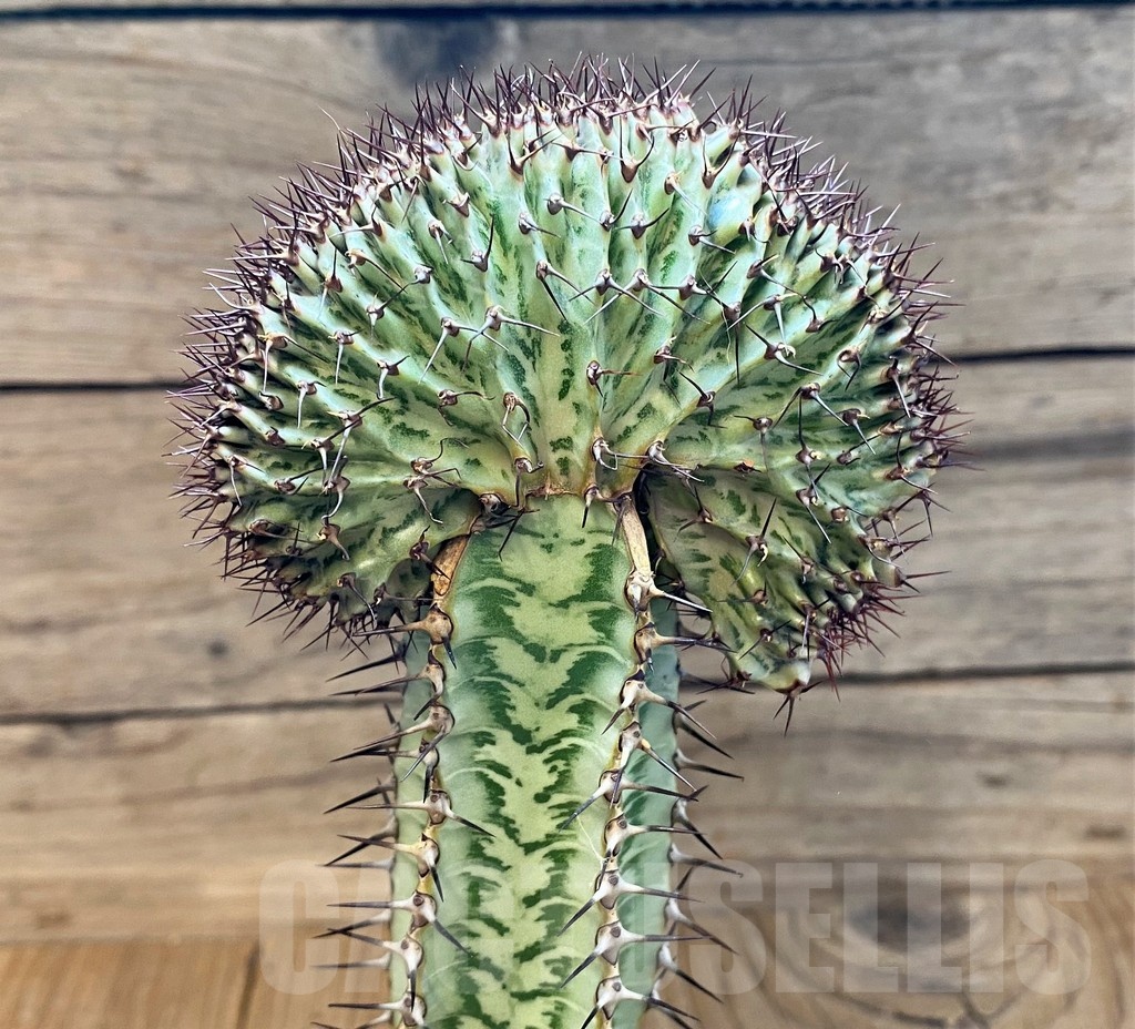 SH6111 Euphorbia confinalis f. cristata, grafted - Image 2