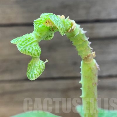 SH7891 Monadenium aff. goetzei
