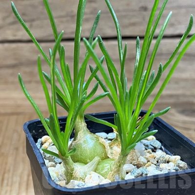 VVG17530 Ornithogalum lithopsoides