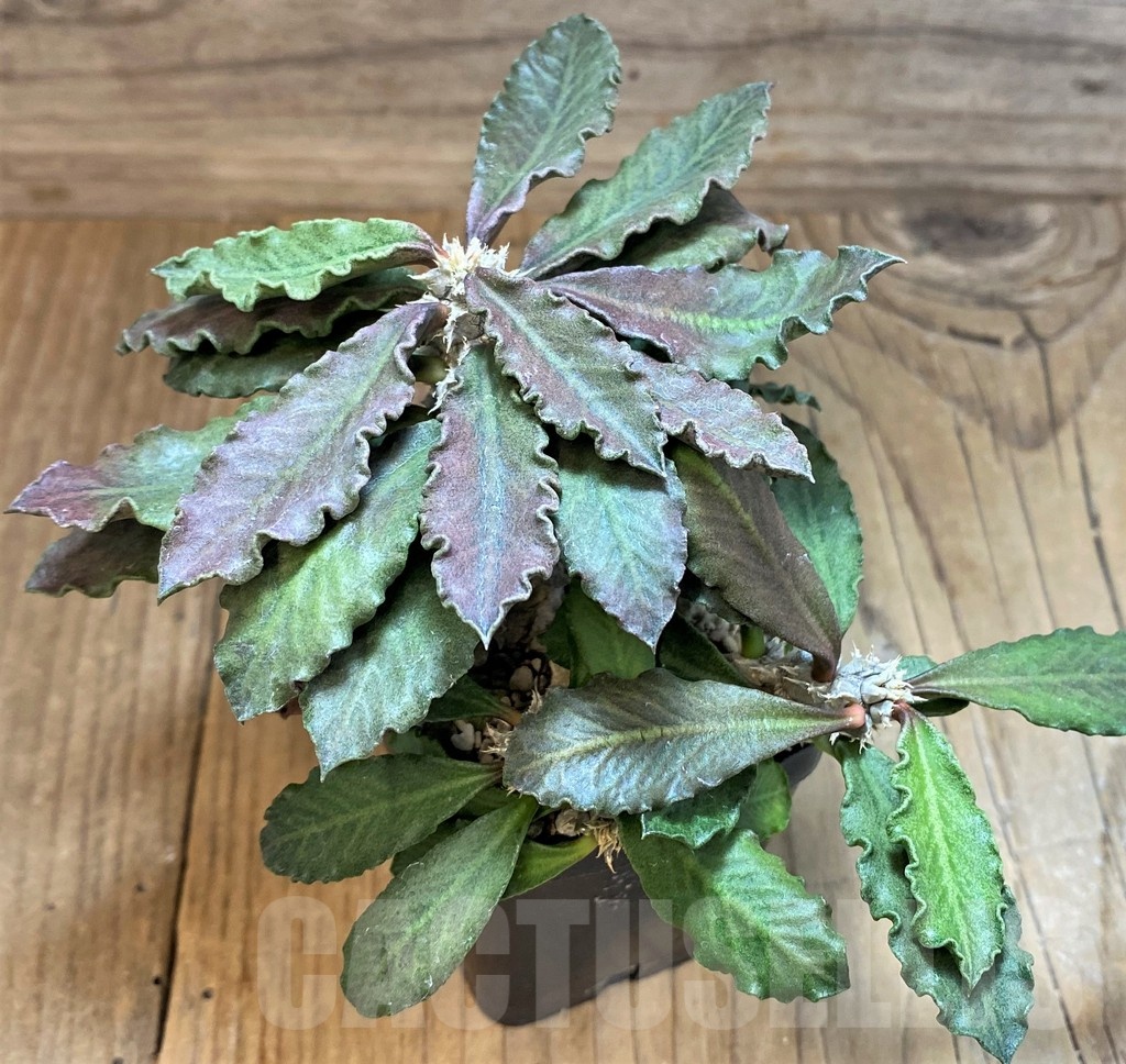 SH1910 Euphorbia decaryi v. spirosticha