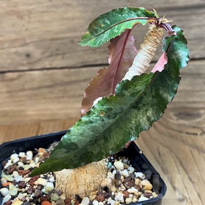SH13193 Euphorbia cremersii 'Grey Tuber'