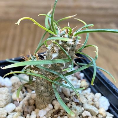 SH26057 Euphorbia gottlebei