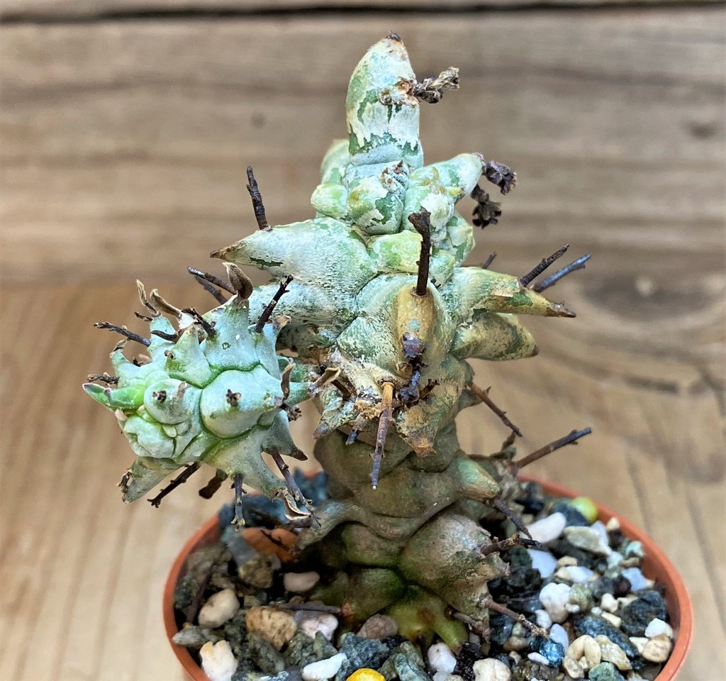 SH26058 Euphorbia horrida f. monstruosa - Image 2